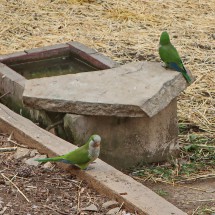 Green Parrots in the park Parque dela Paloma in Benalmadena